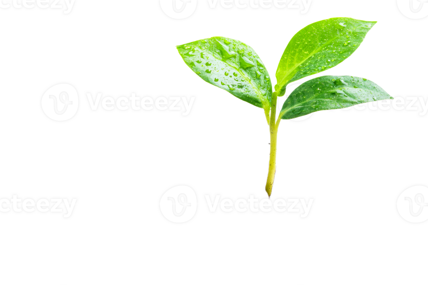 Fresh green sprout with water droplets on leaves png
