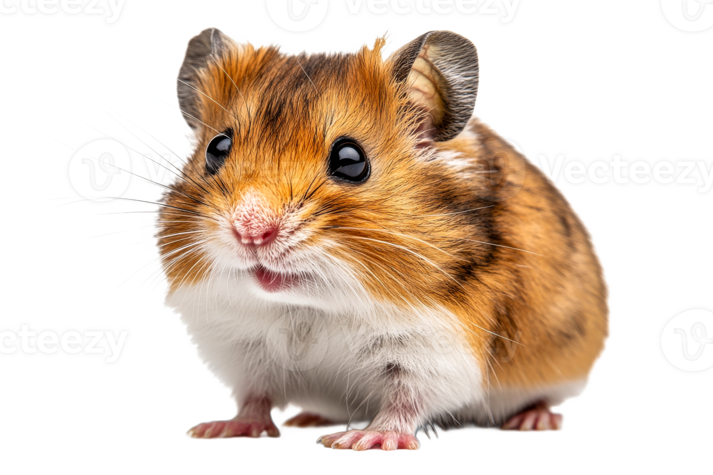 Cute small hamster with orange and white fur png