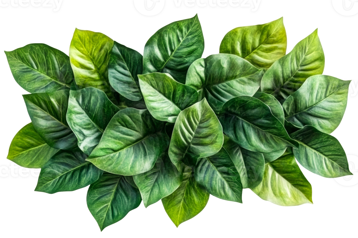 Lush green leaves arranged with a transparent background png