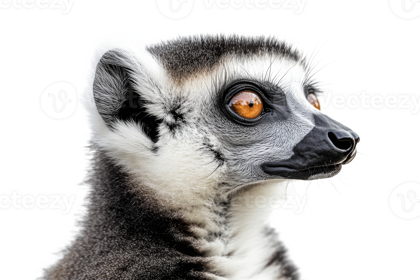 Lemur with striking eyes on transparent background png