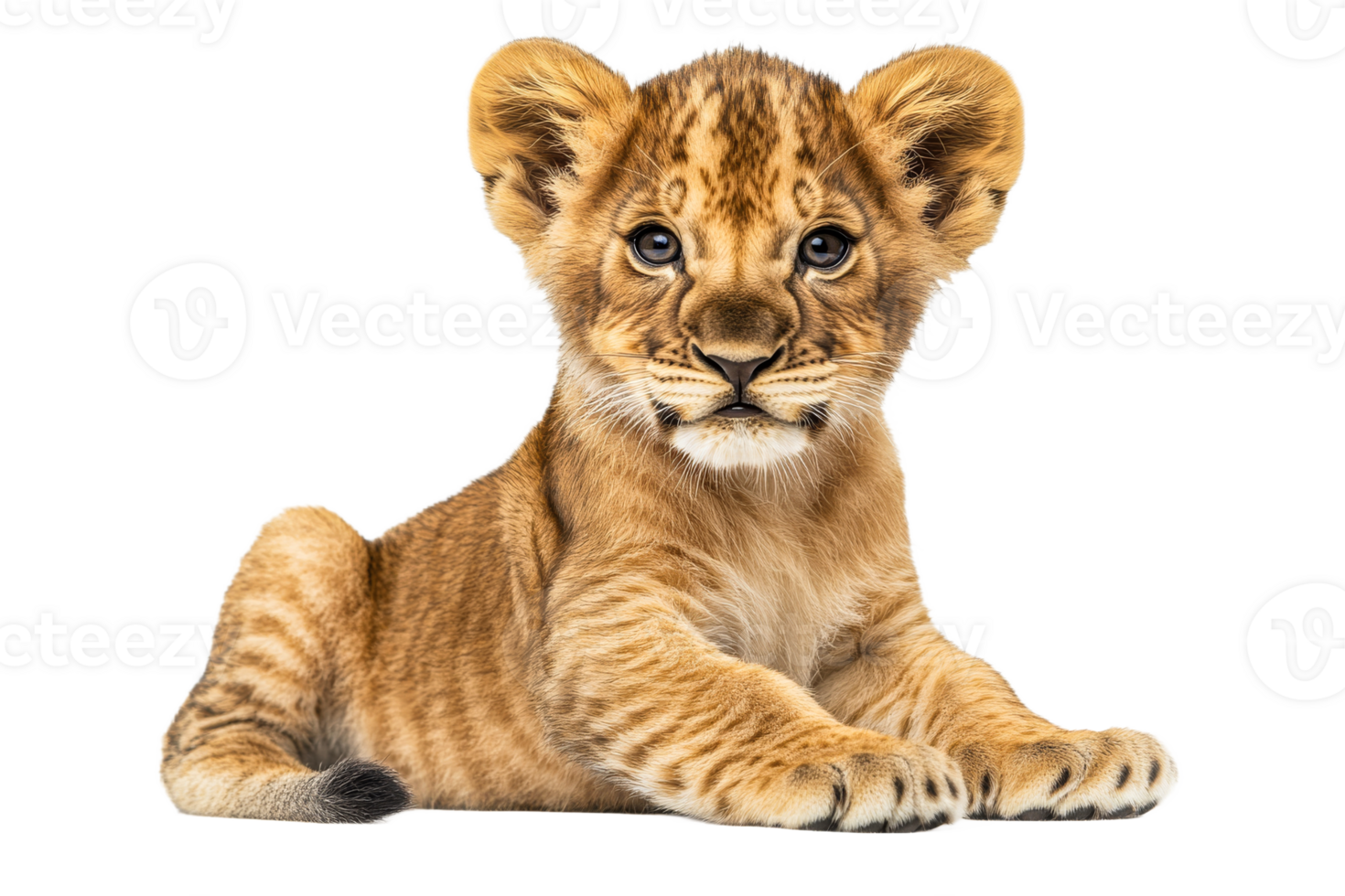 Adorable lion cub resting peacefully on a soft surface png