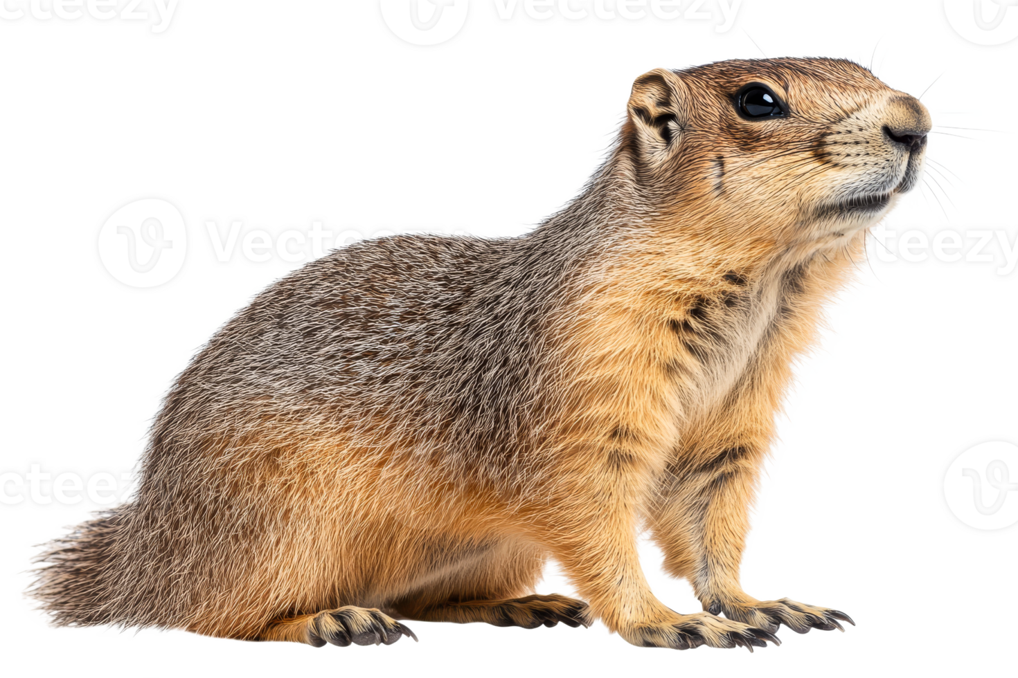 Squirrel standing on hind legs looking curiously png