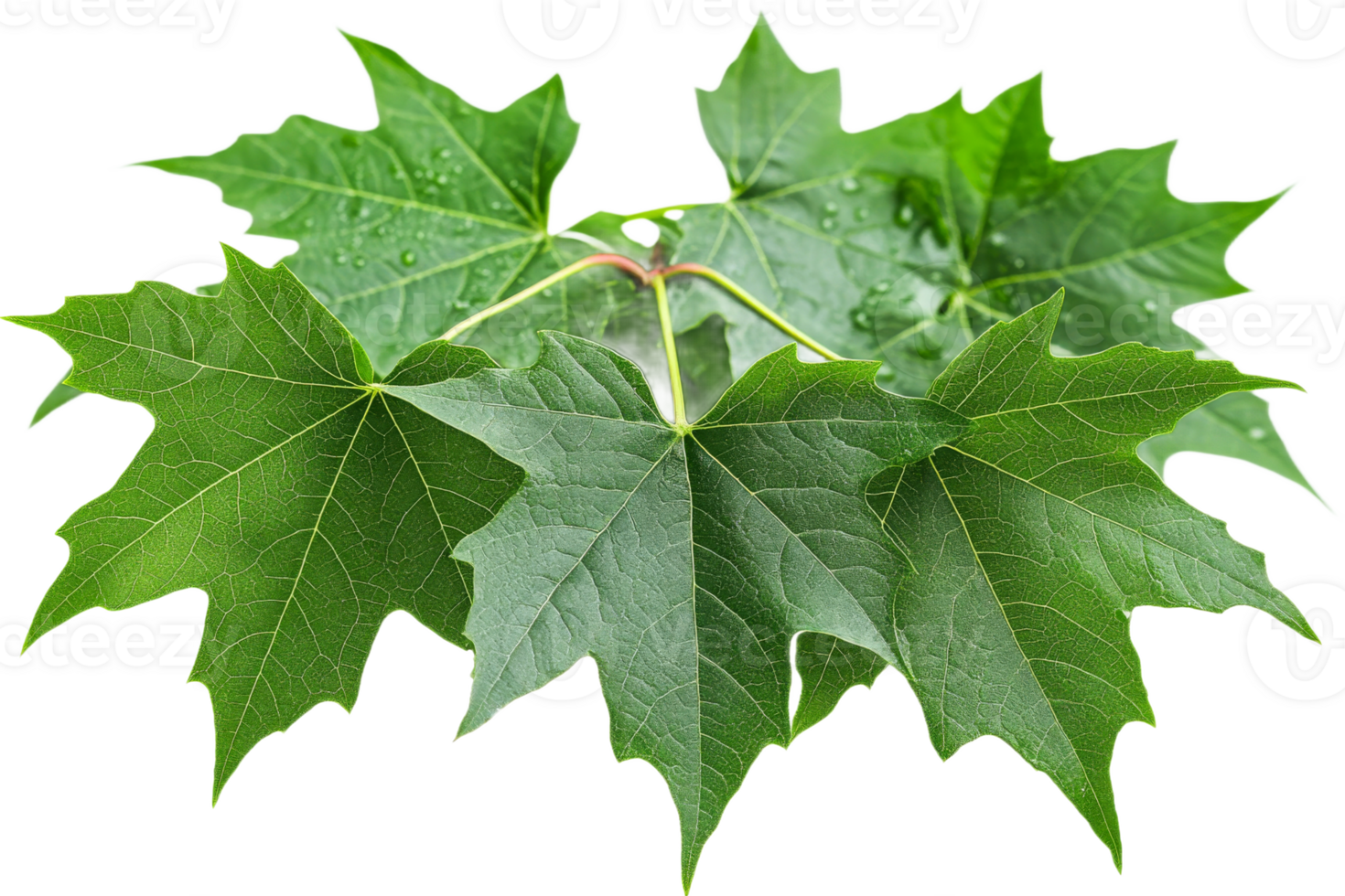 Intricate vibrant green leaves and textures png