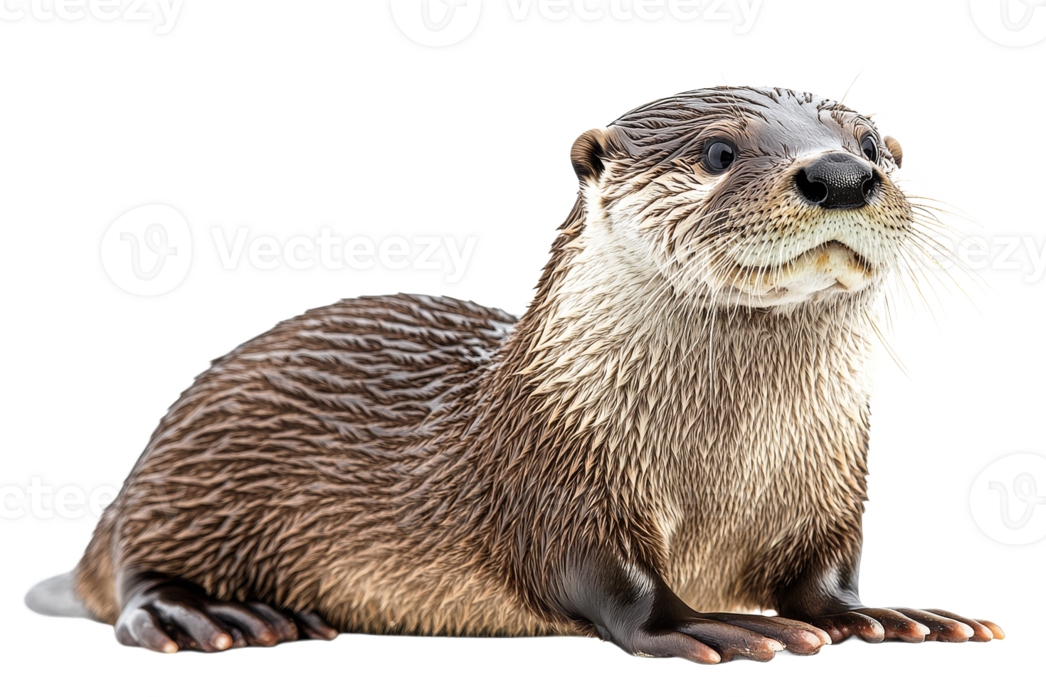 Cute otter resting on a transparent background png