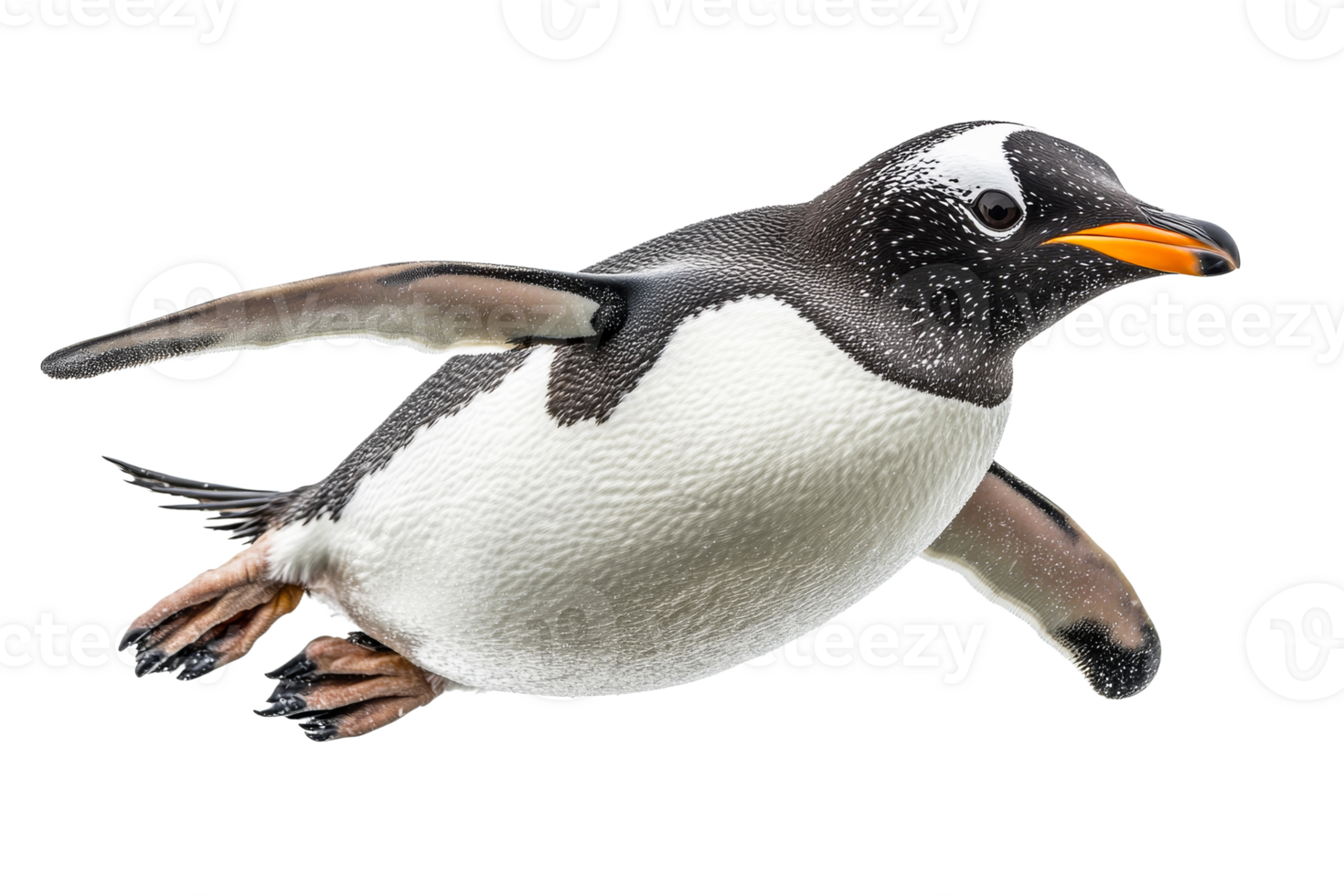 Gentoo penguin gliding gracefully in transparent background png