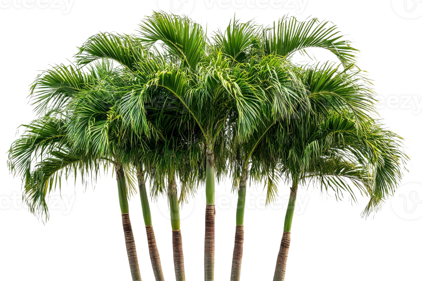 Lush green palm trees with a transparent background png