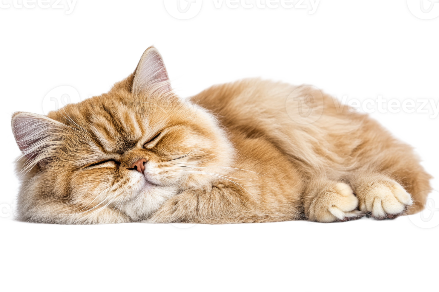 Fat fluffy cat sleeping peacefully on a soft surface png