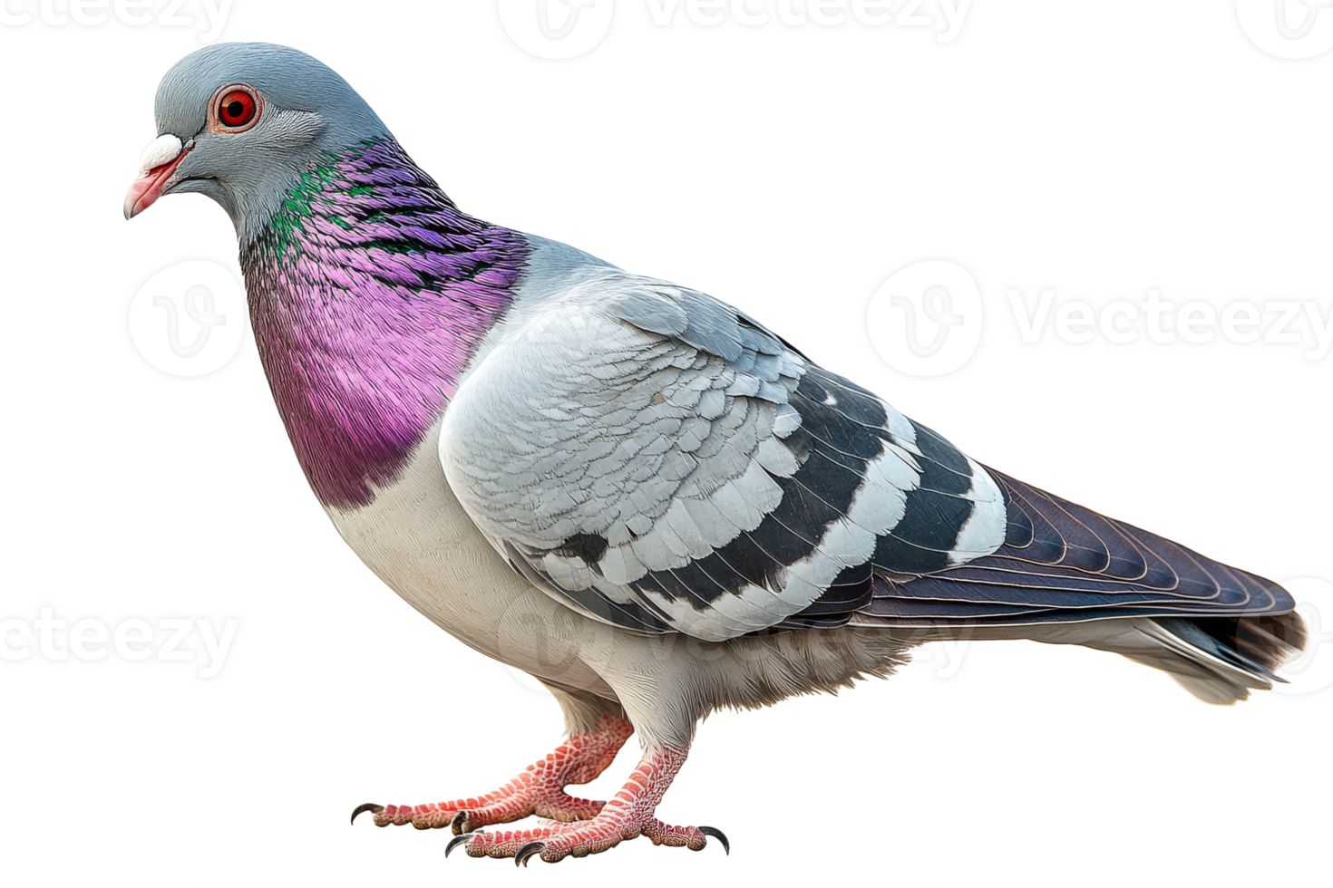 Colorful pigeon on transparent background png
