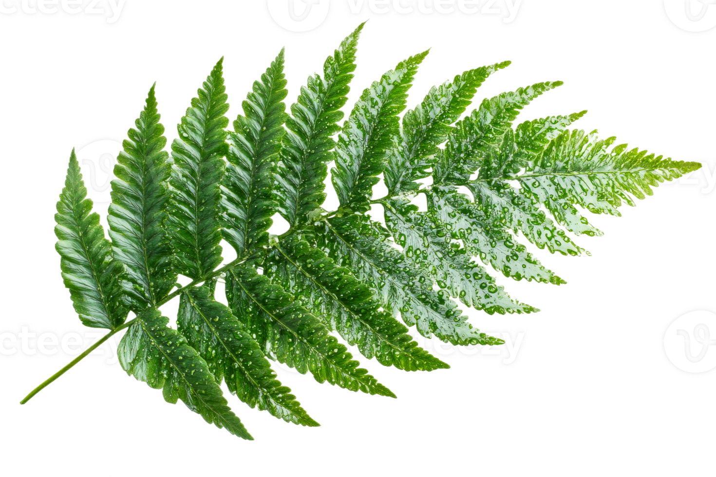 Vibrant green fern leaf with water droplets png