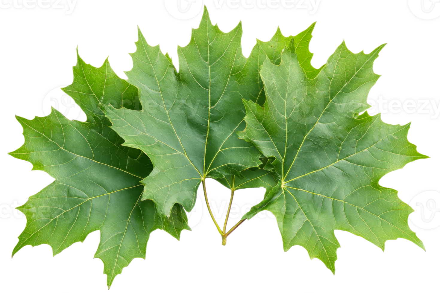 Green maple leaves placed on a transparent background png