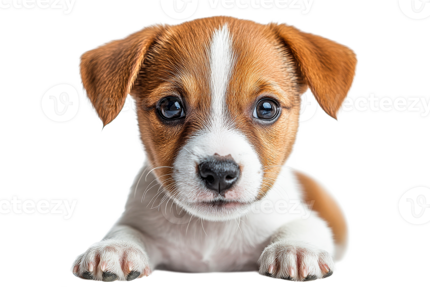 Cute puppy with brown and white fur lying down png