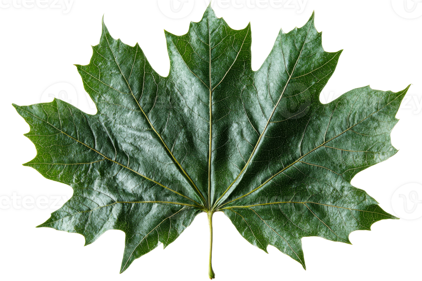 Large green maple leaf with detailed veins and edges png