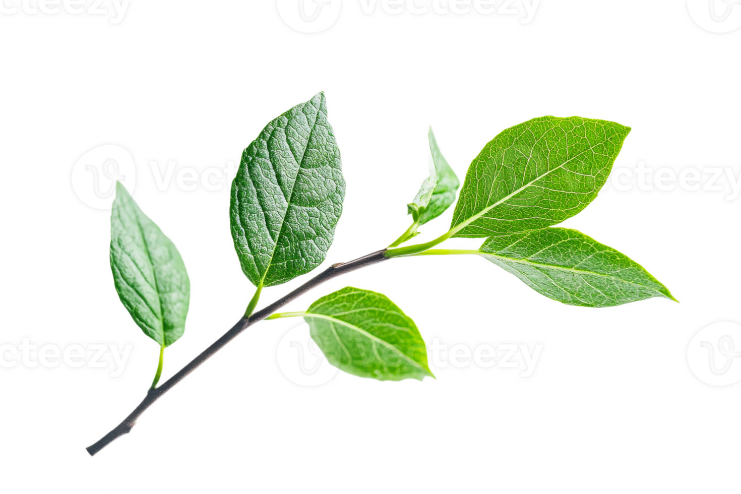 Vibrant green branch on a clear background png