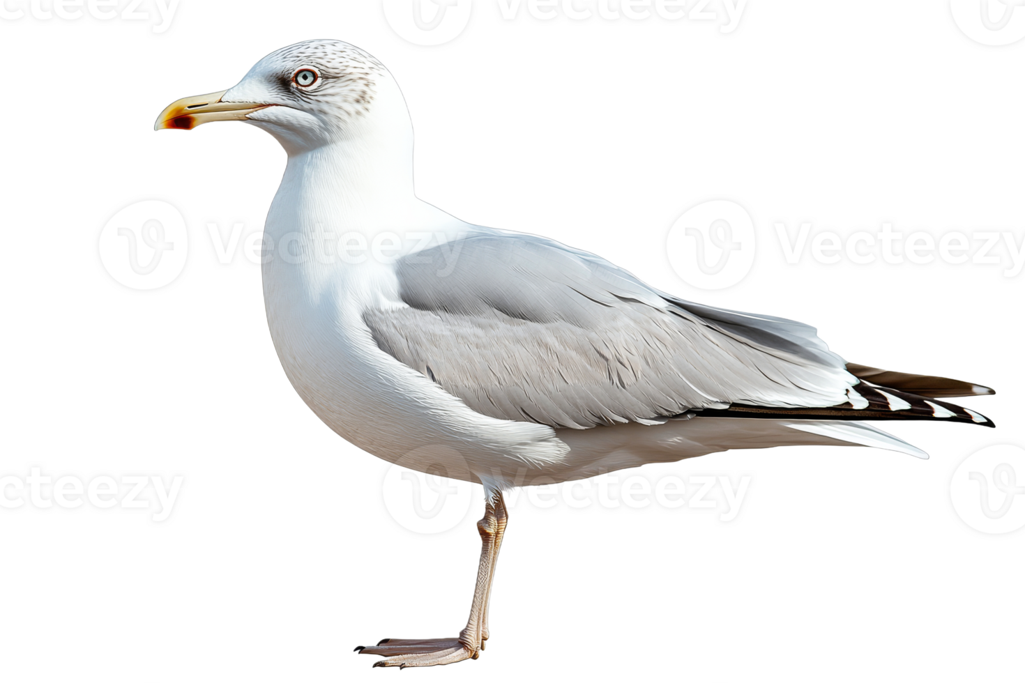 Seagull standing on one leg with a clear background png