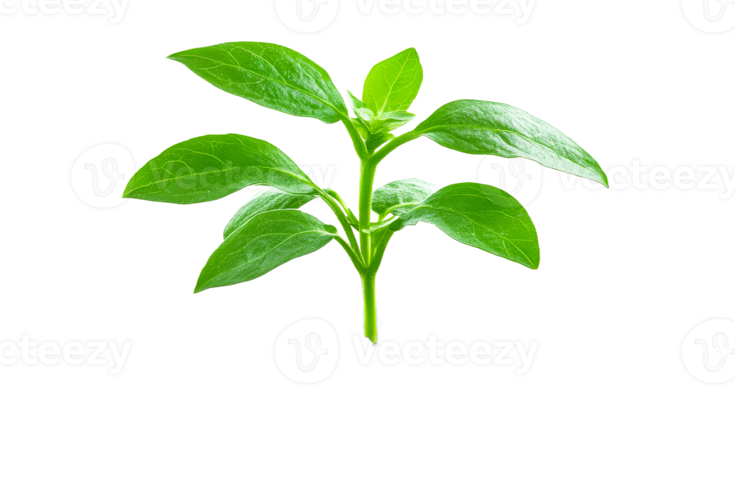 Fresh green basil on a transparent background png