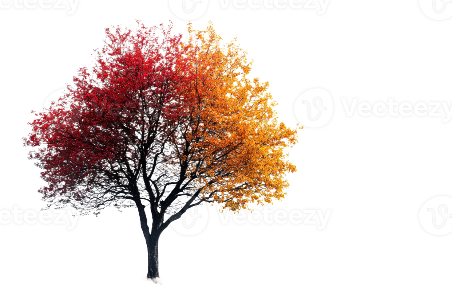 Vibrant autumn tree on a clear backdrop png