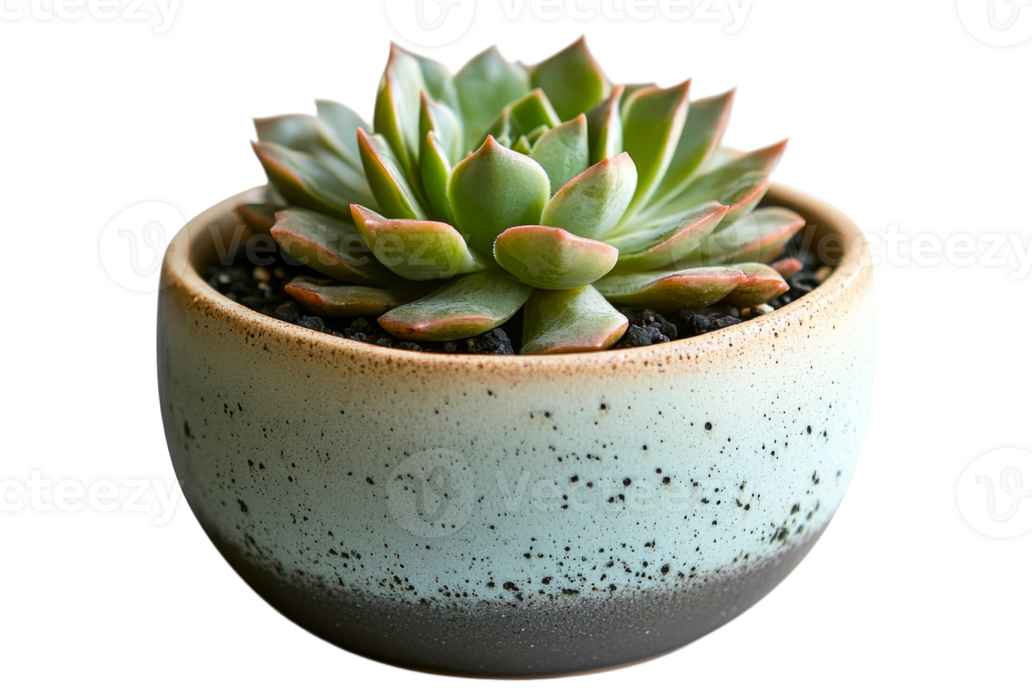 Succulent in ceramic pot on clear background png