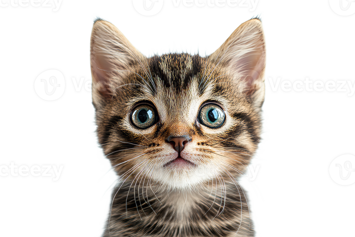Cute kitten with big eyes looking curiously at camera png