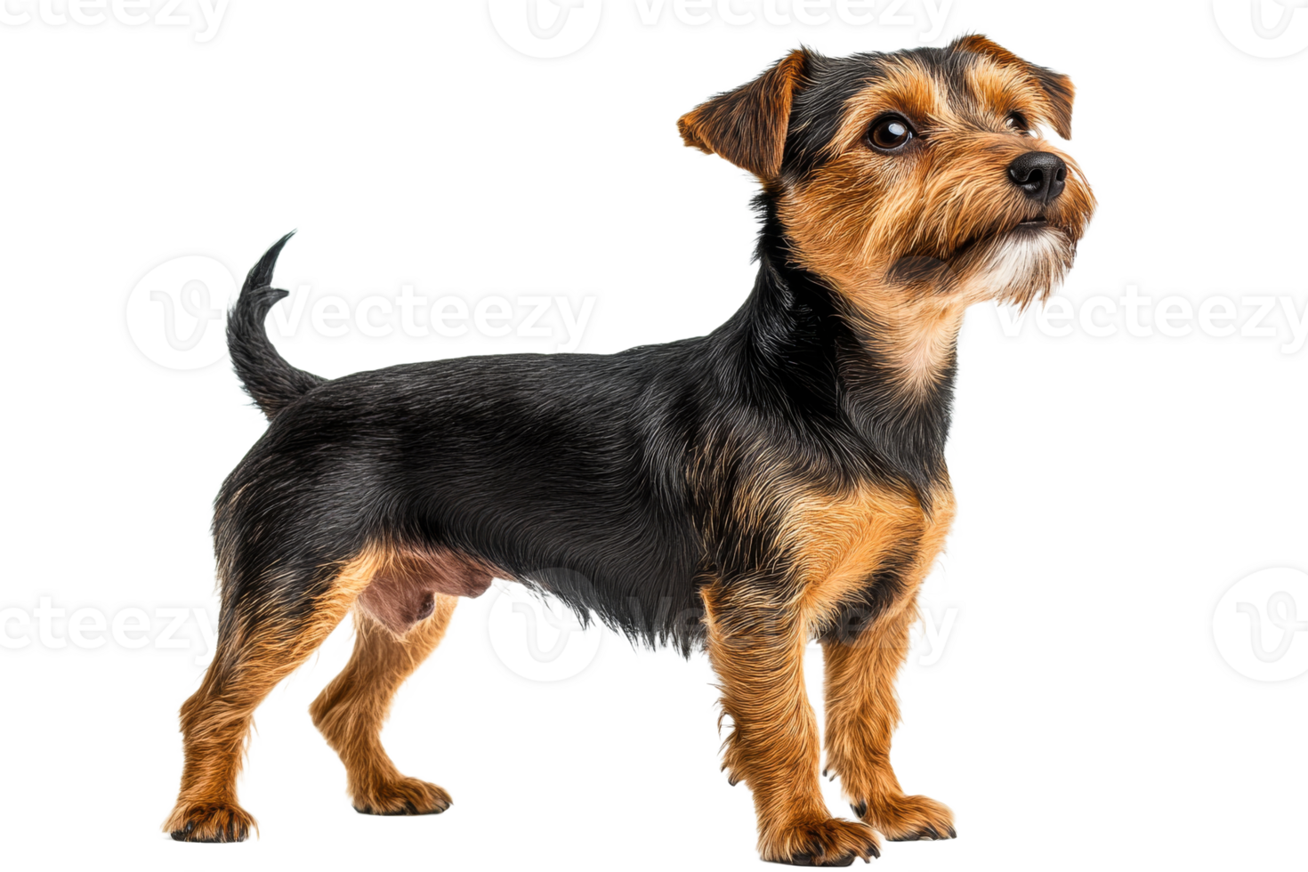Cute small dog standing with alert expression png