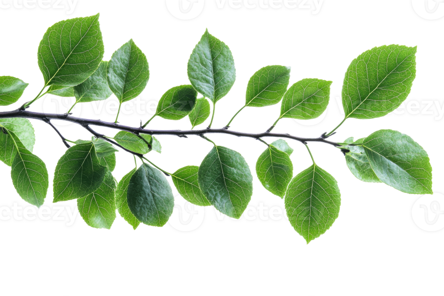 Green leaves branch with a transparent background png