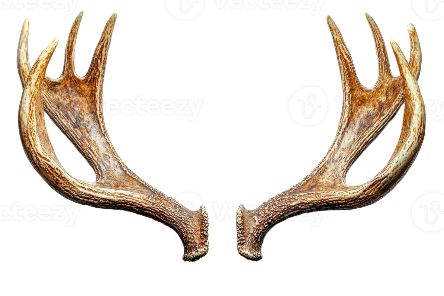 Unique deer antlers displayed on a transparent backdrop png