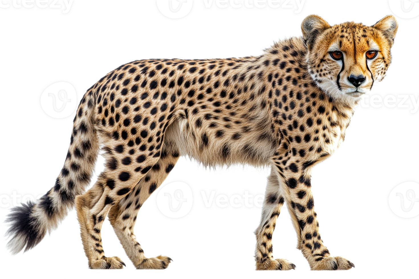 Cheetah standing gracefully in a natural pose png
