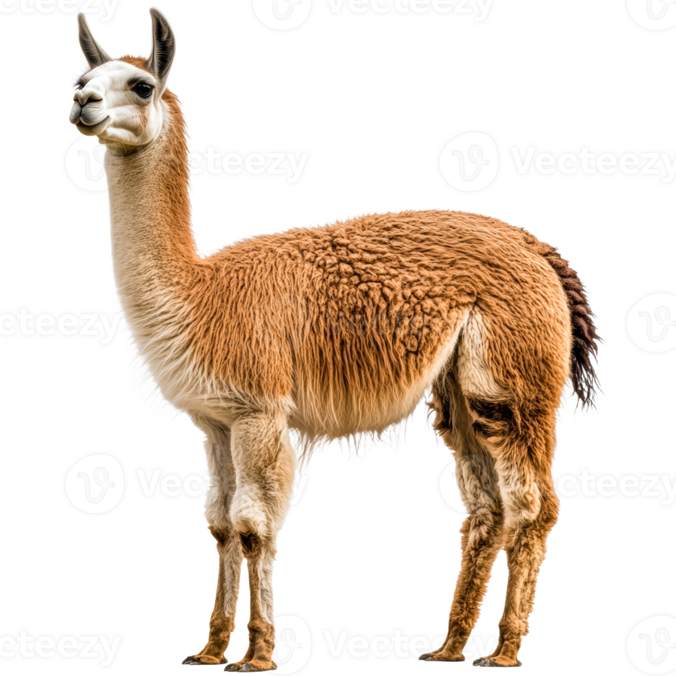 Llama standing with fluffy fur on transparent background png