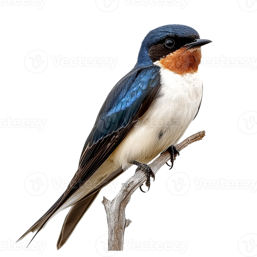 Swallow on a branch, transparent background png