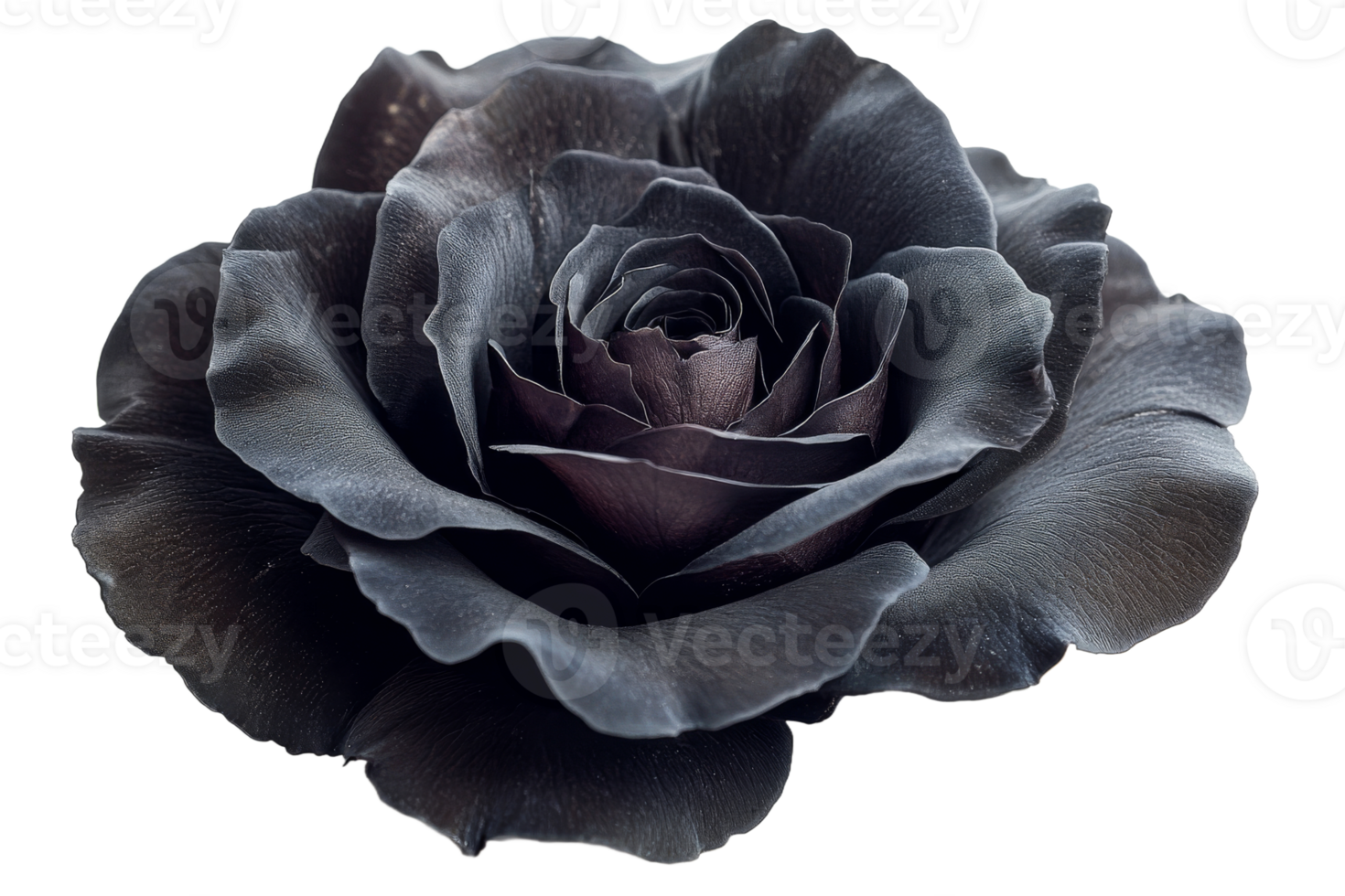 Black rose isolated on transparent background png
