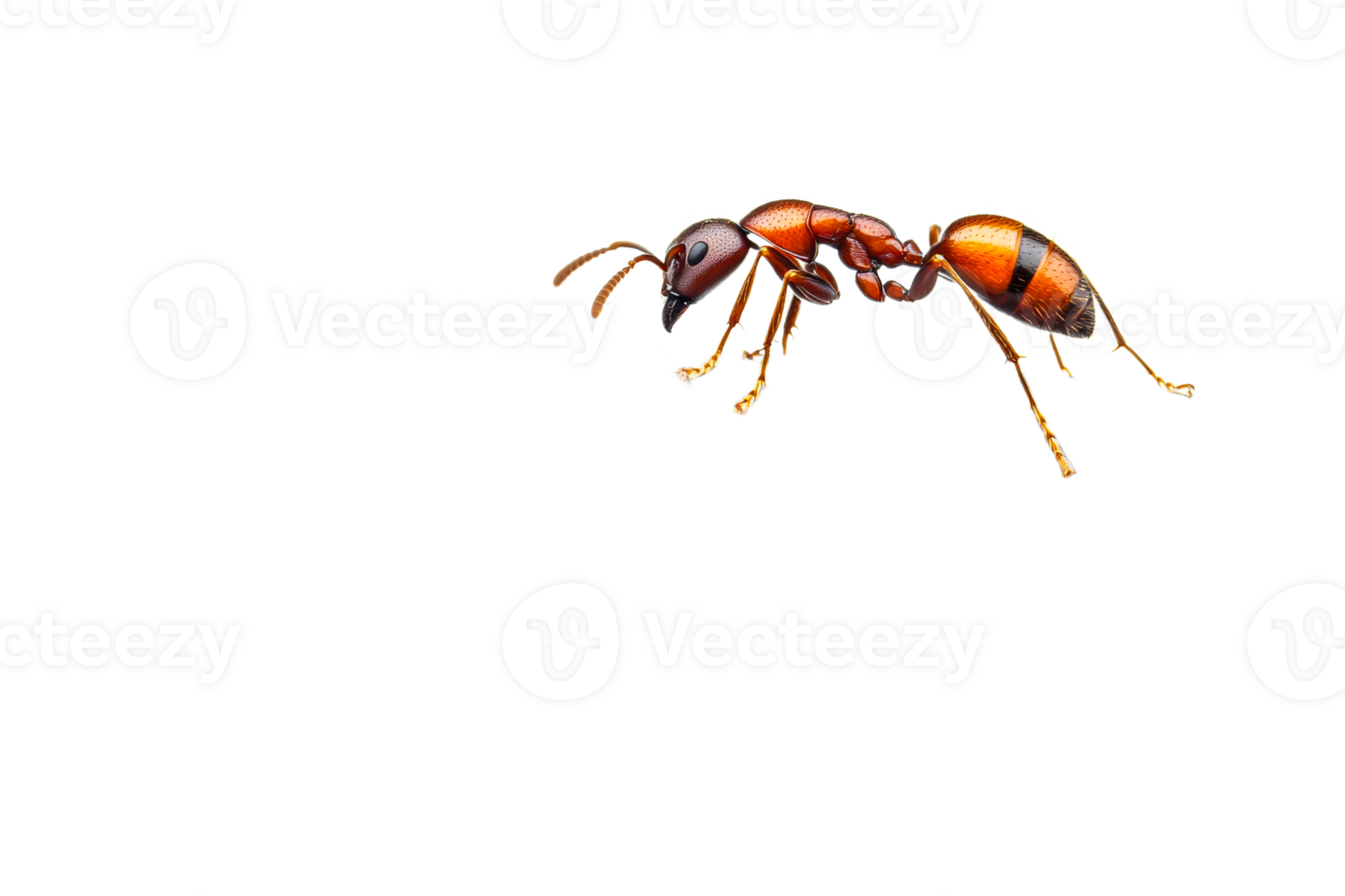 Colorful ant on a clear background png