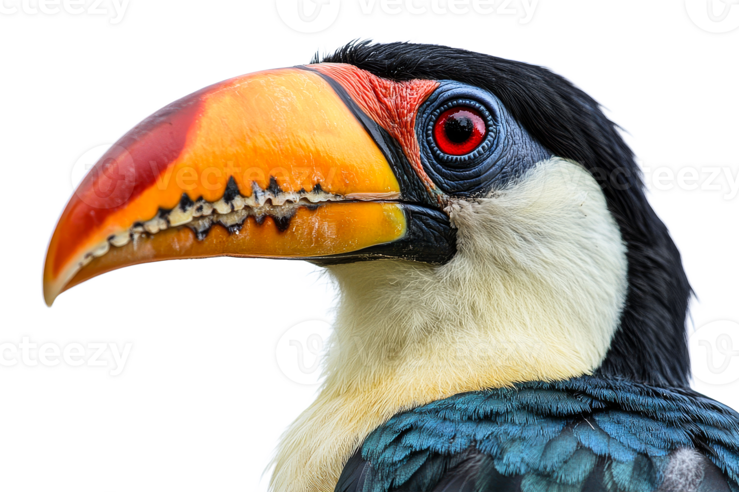 Colorful toucan with striking beak and eyes png