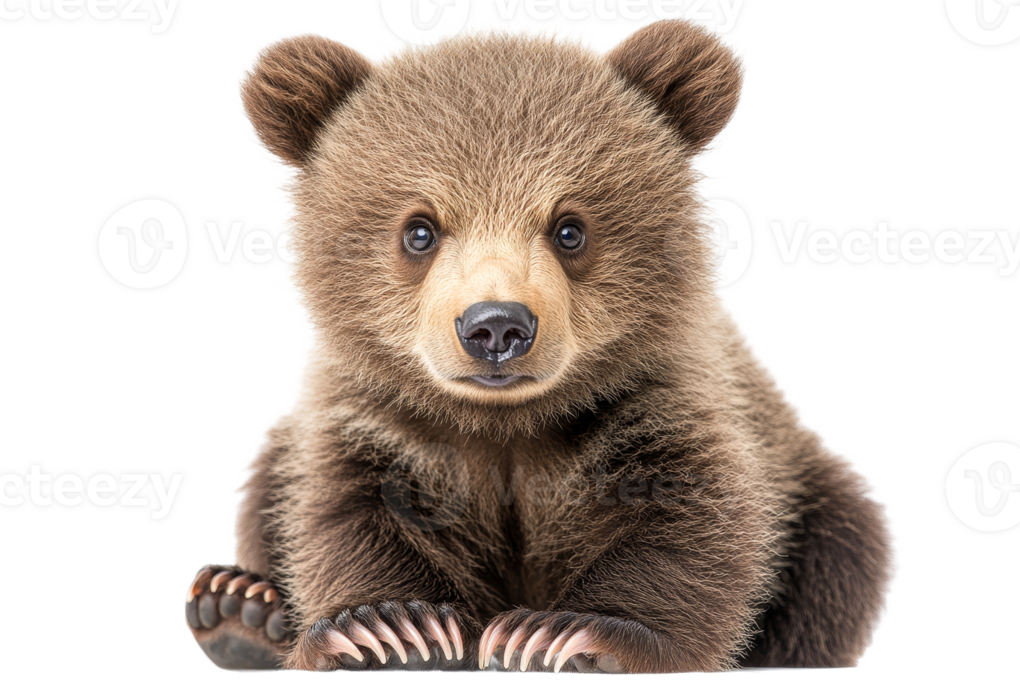 Cute brown bear cub with a curious expression png