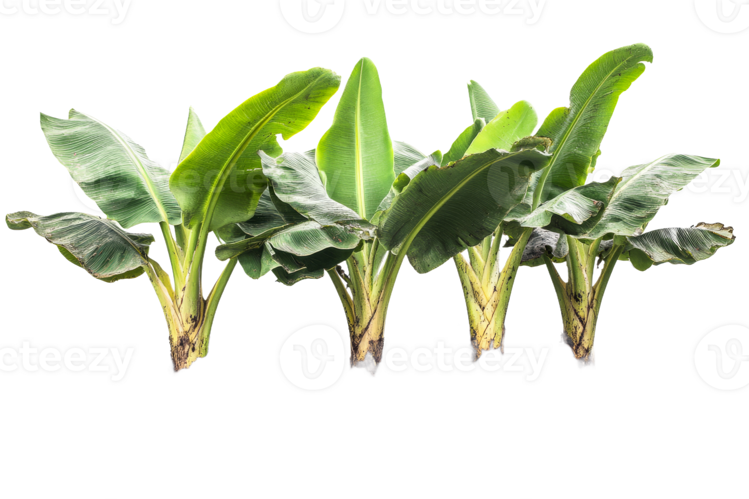 Banana plant leaves arranged with a transparent background png