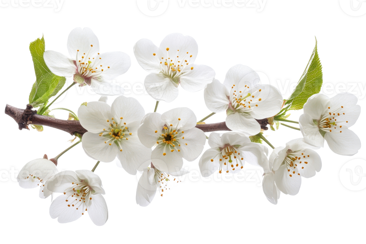 White flowered branch on clear background png