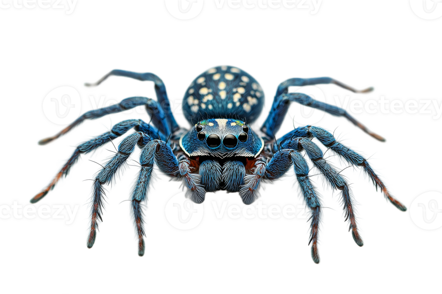 Colorful spider on a transparent background with detail png