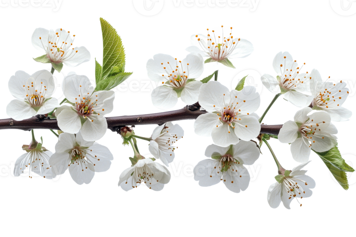 Delicate cherry blossoms bloom on a green twig png