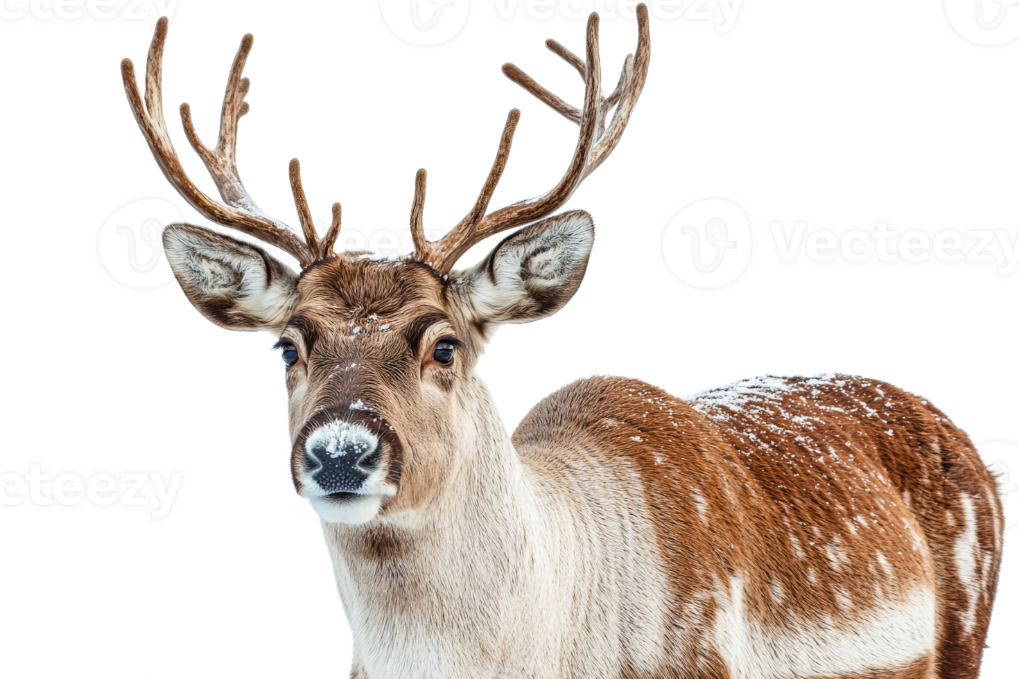 Majestic deer with antlers in snowy environment png