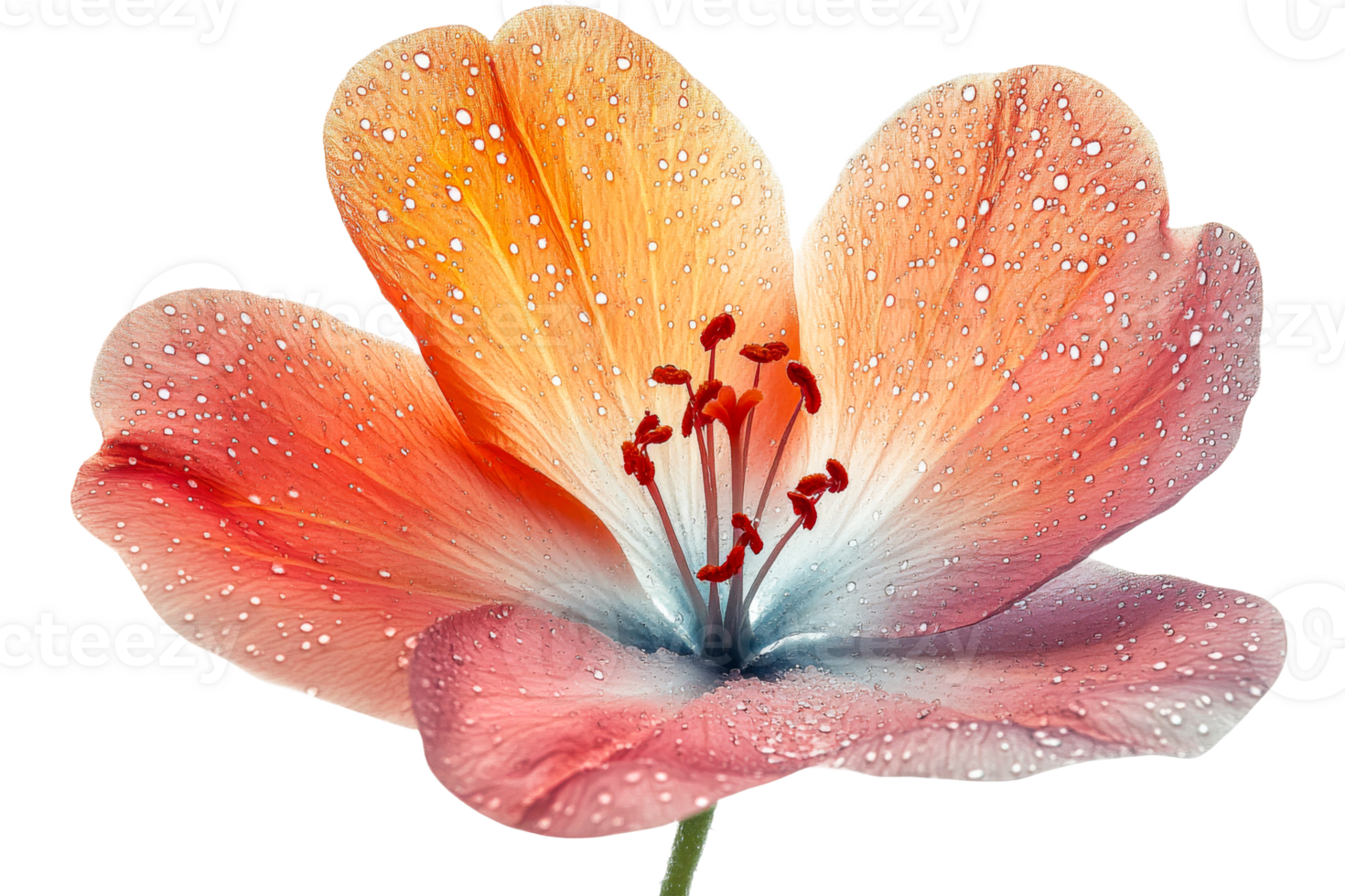Colorful flower with droplets on transparent background png