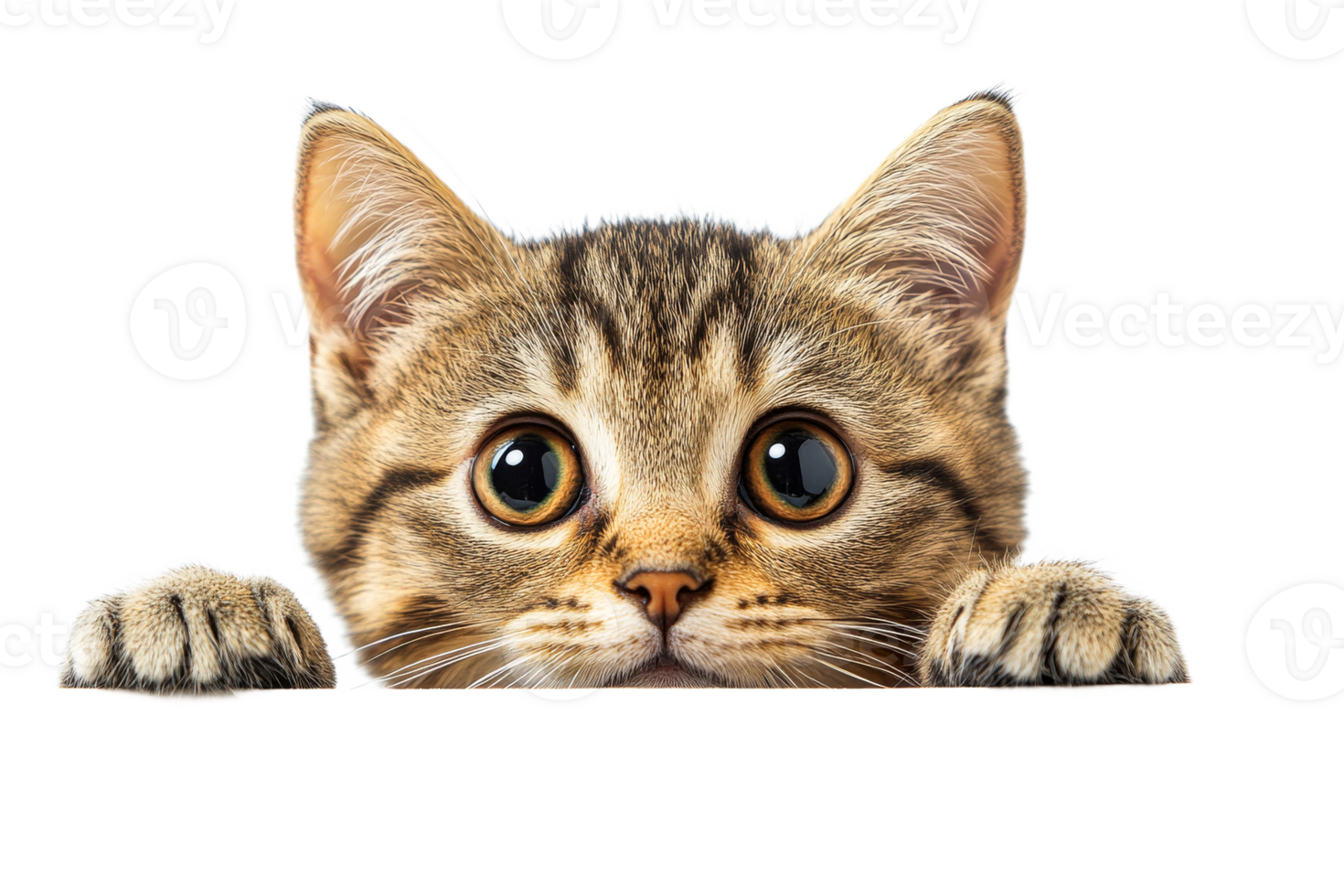 Playful kitten peeking over edge with curious expression png