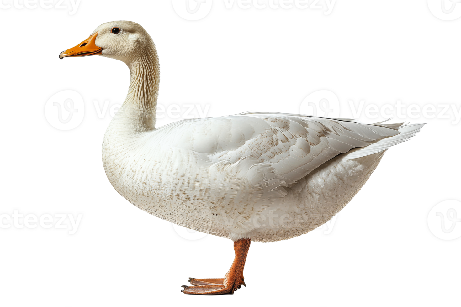 White duck standing elegantly with a natural pose png