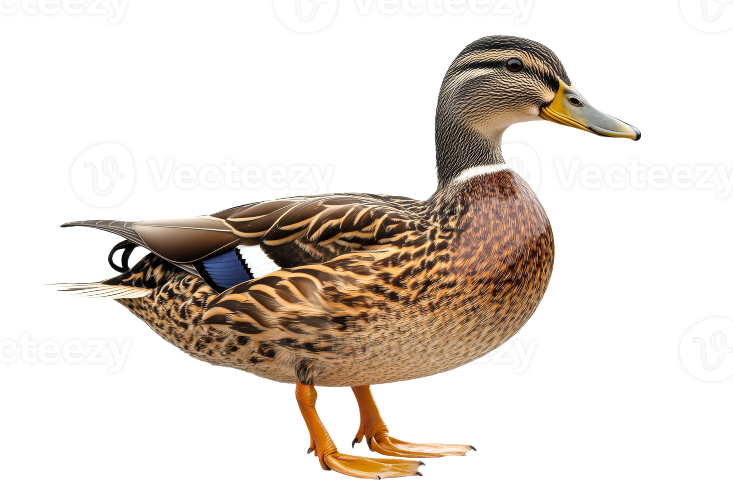 Duck standing with a transparent background png