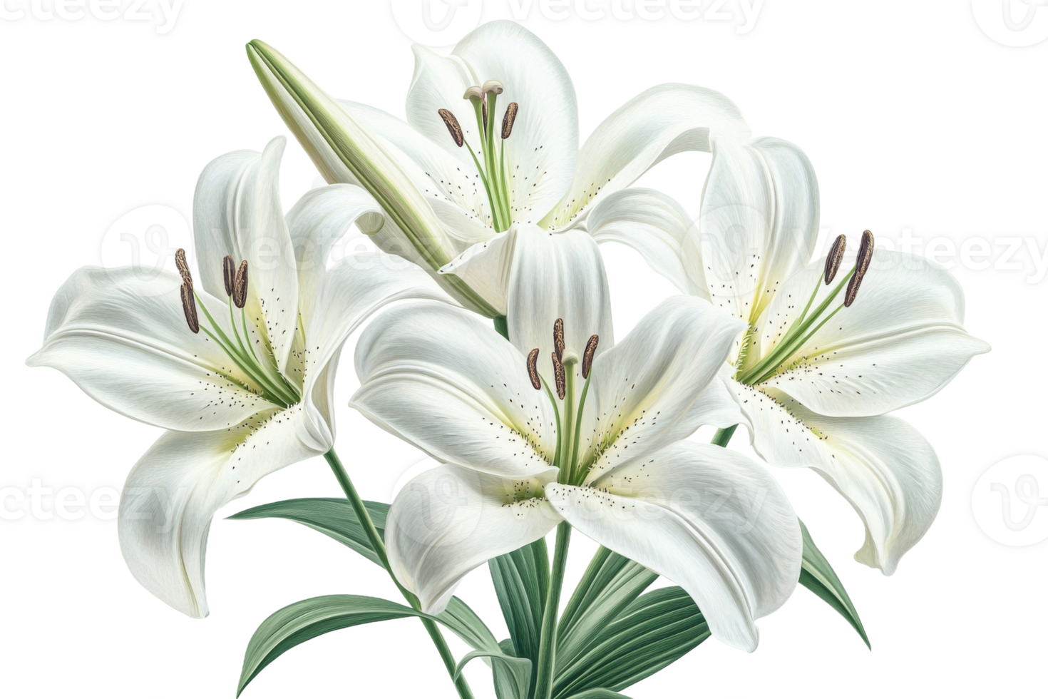 White lilies with green leaves on clear background png