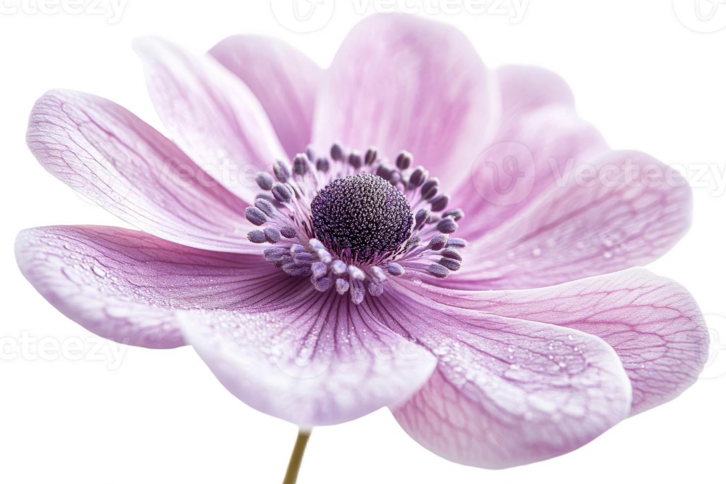 Beautiful pink flower with delicate petals and dew png