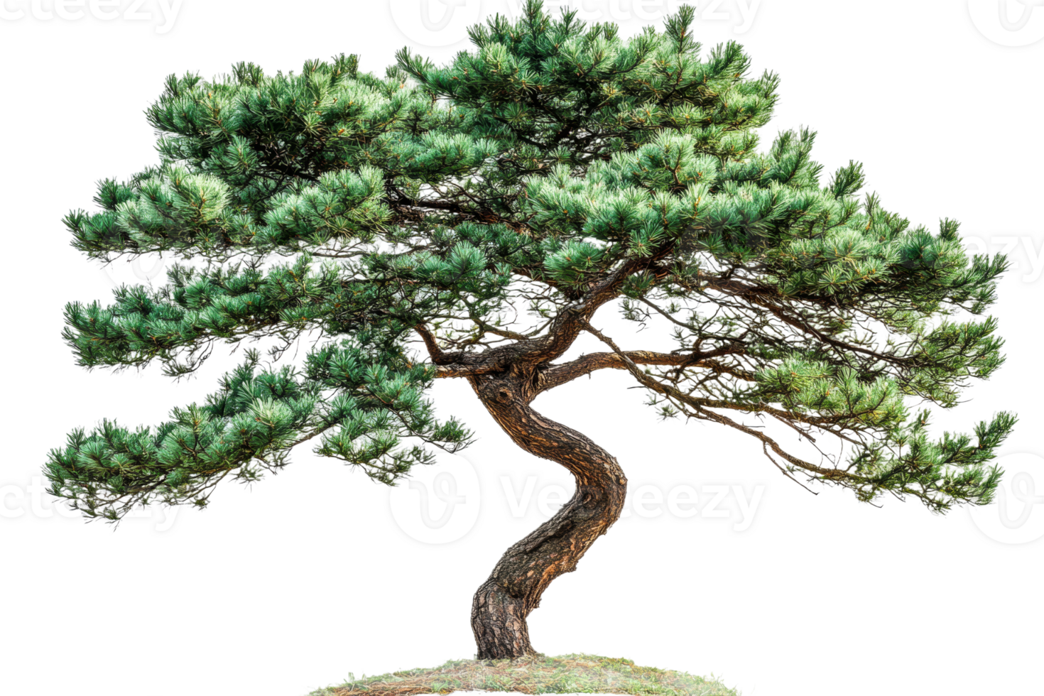 Twisting pine tree with vibrant green foliage png