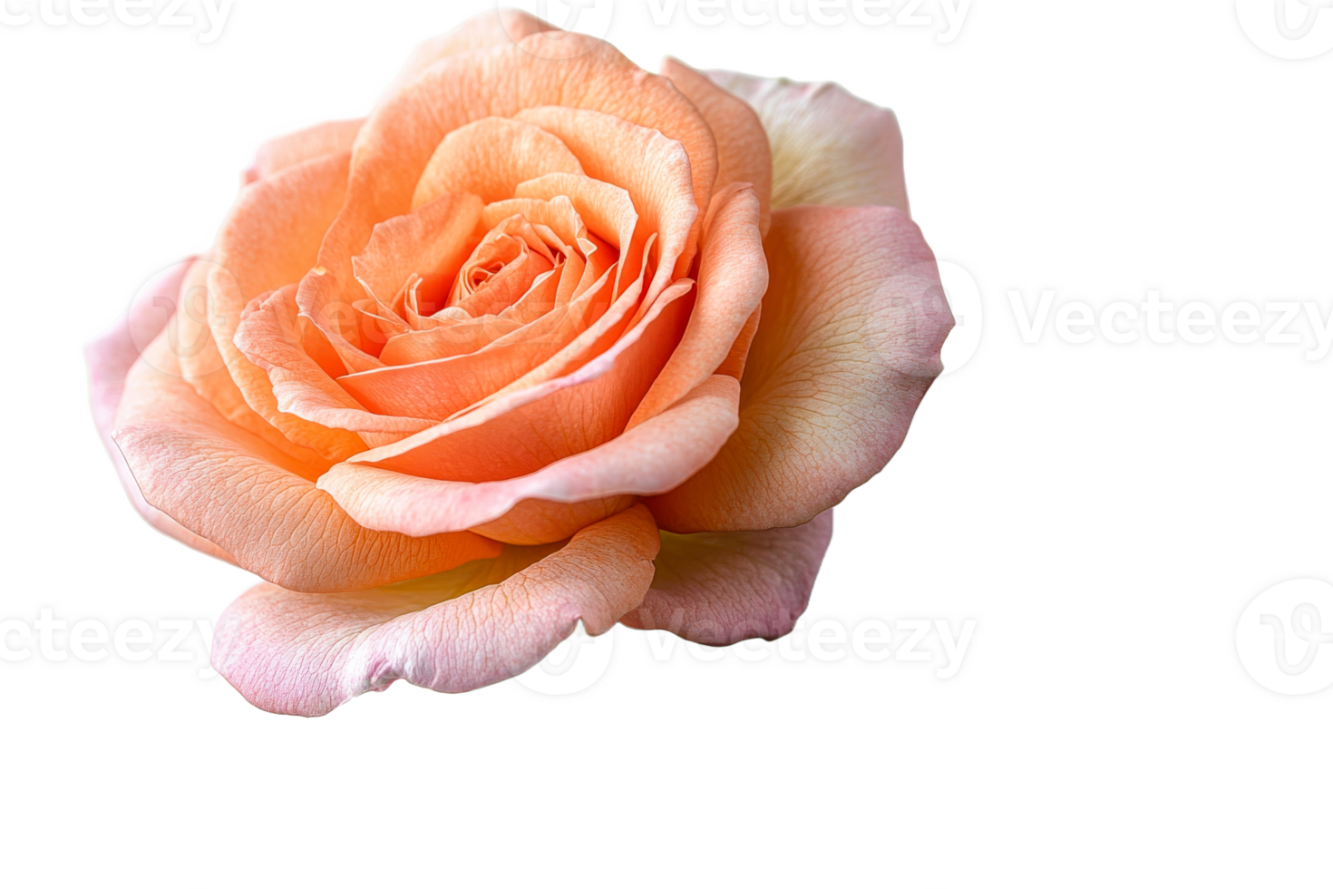 A delicate peach rose displays soft layers of petals png