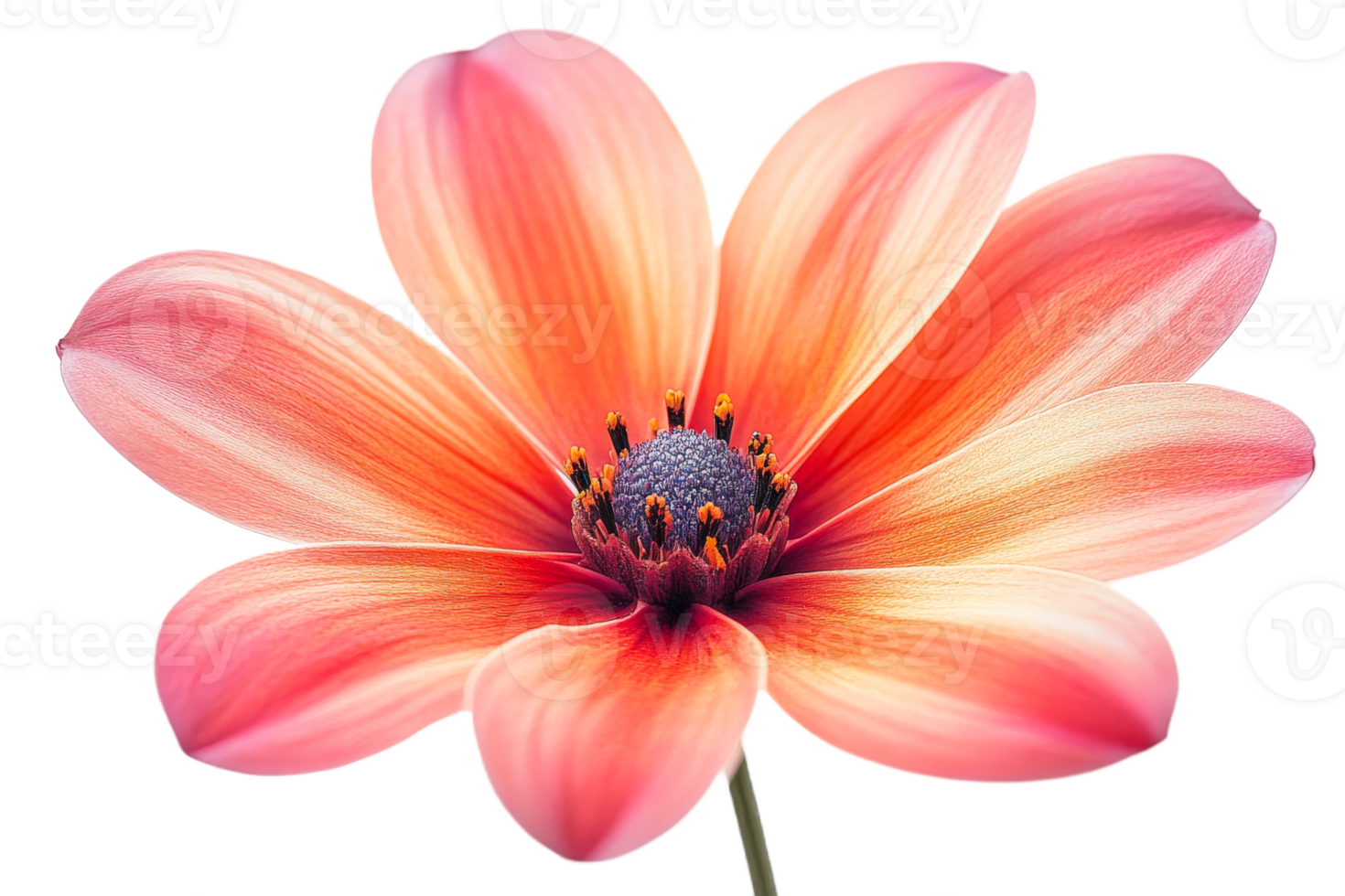 Vibrant pink flower with detailed petals png