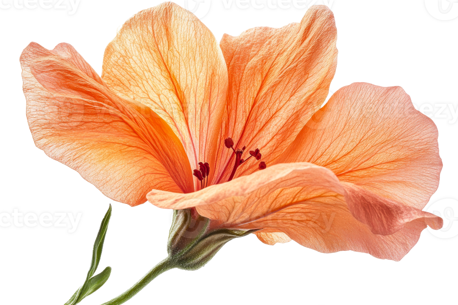 Beautiful hibiscus flower with delicate orange petals png