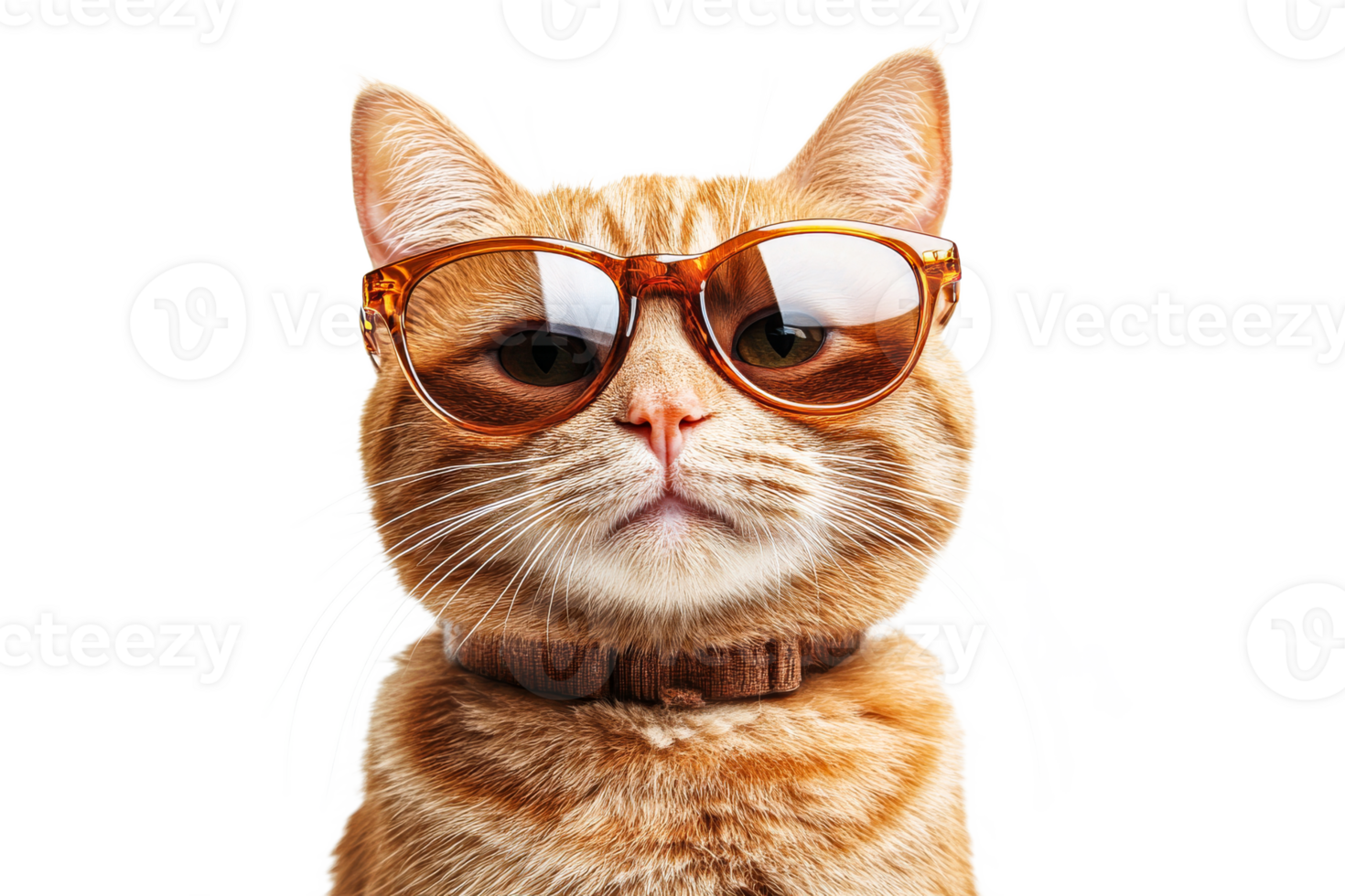 Cat wearing stylish sunglasses in bright light png