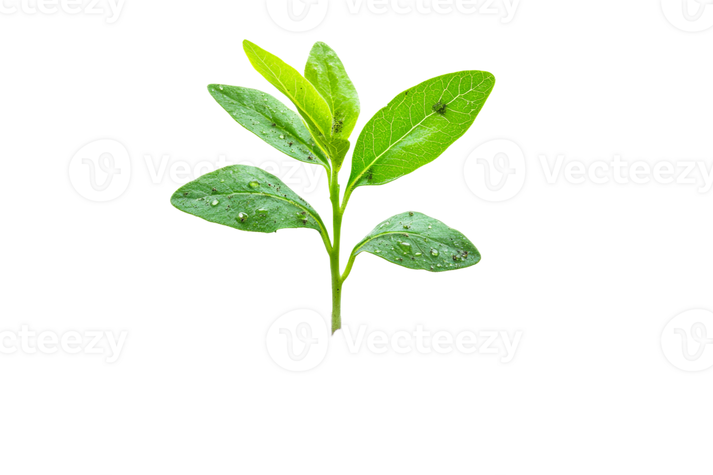 Fresh green leaves with droplets in natural light png