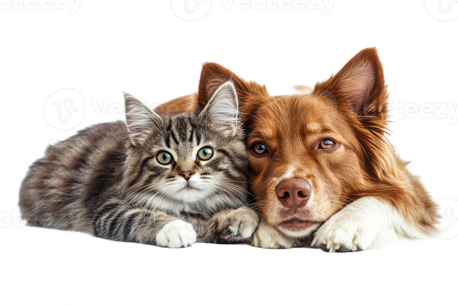 Dog and cat relaxing together on a soft surface png